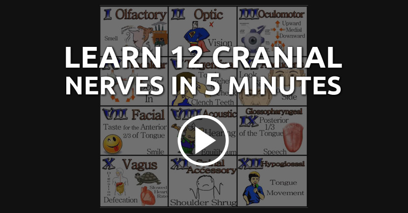 12 Cranial Nerves Mnemonic Easy To Remember Youtube 1903